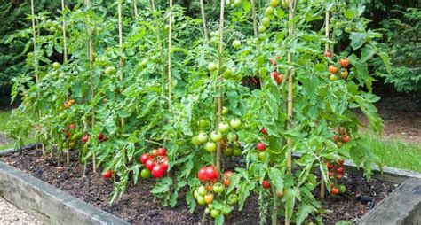 Wie Man Tomaten Anbaut